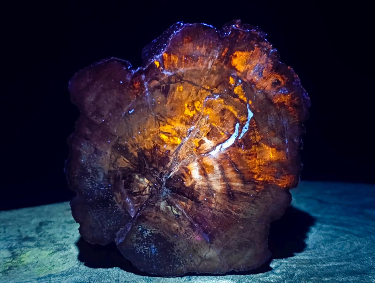 Polished Podocarpus Petrified Wood Ashtrays x 2 From Mahajanga, Madagascar - Toprock Gemstones and Minerals 