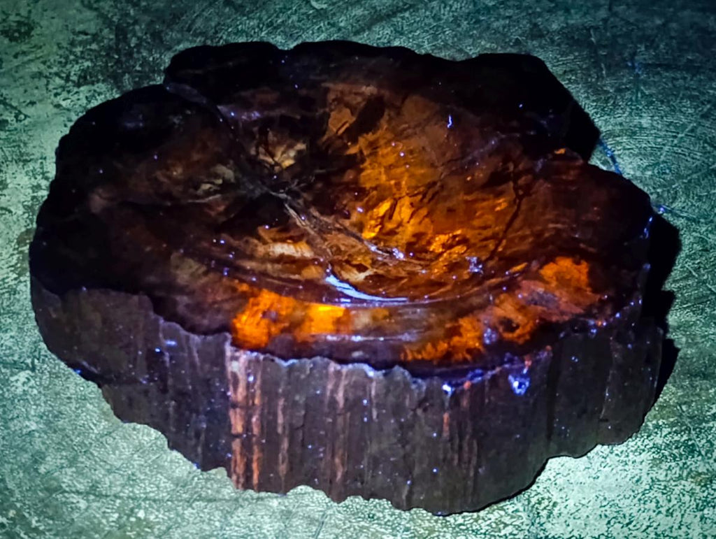 Polished Podocarpus Petrified Wood Ashtrays x 2 From Mahajanga, Madagascar - Toprock Gemstones and Minerals 