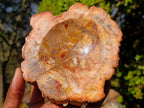 Polished Podocarpus Petrified Wood Ashtrays x 2 From Mahajanga, Madagascar - Toprock Gemstones and Minerals 