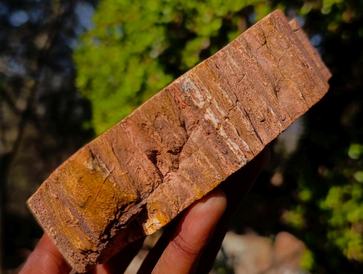 Polished Podocarpus Petrified Wood Ashtrays x 2 From Mahajanga, Madagascar - Toprock Gemstones and Minerals 