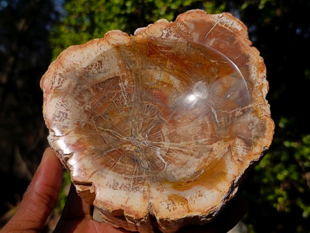 Polished Podocarpus Petrified Wood Ashtrays x 2 From Mahajanga, Madagascar - Toprock Gemstones and Minerals 