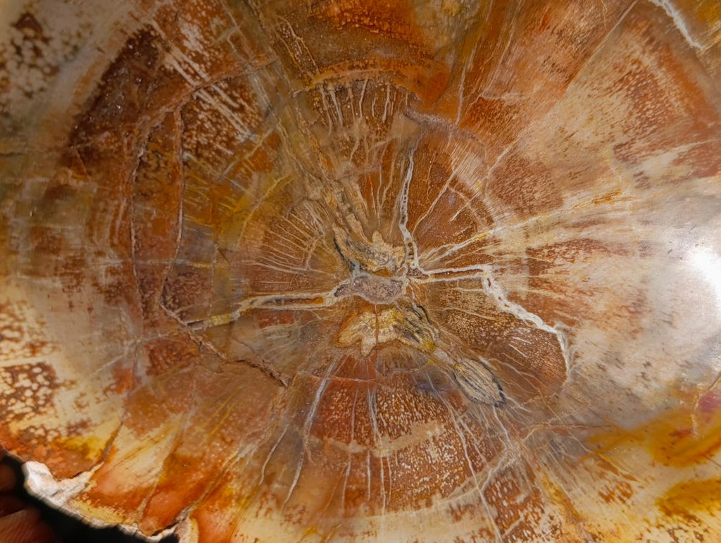 Polished Podocarpus Petrified Wood Ashtrays x 2 From Mahajanga, Madagascar - Toprock Gemstones and Minerals 