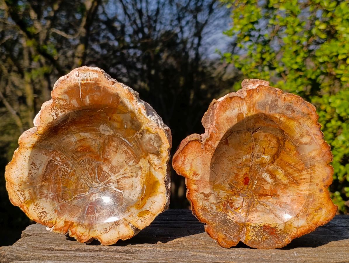 Polished Podocarpus Petrified Wood Ashtrays x 2 From Mahajanga, Madagascar - Toprock Gemstones and Minerals 