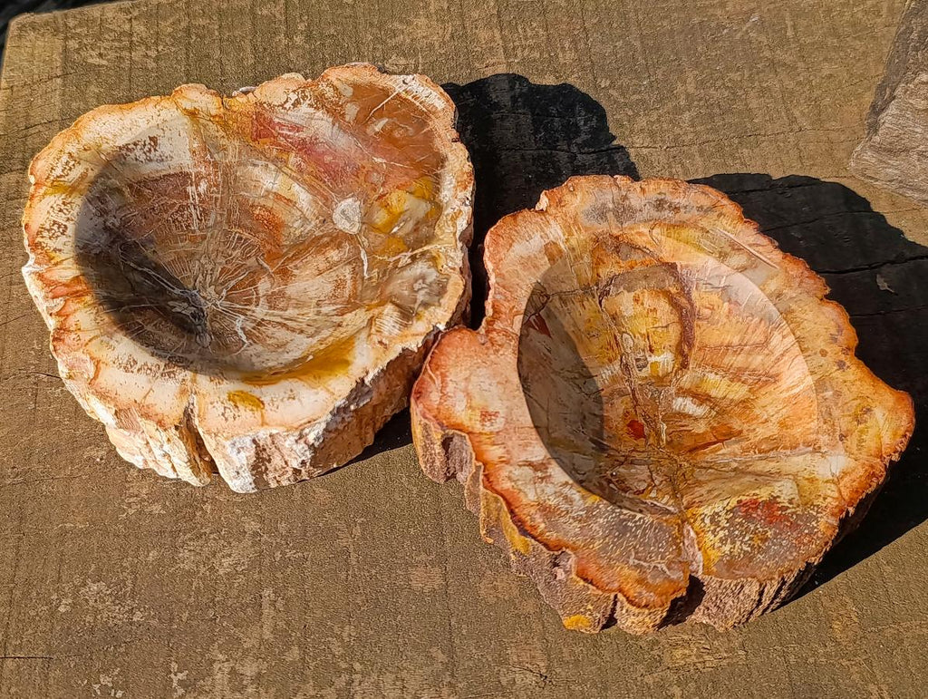 Polished Podocarpus Petrified Wood Ashtrays x 2 From Mahajanga, Madagascar - Toprock Gemstones and Minerals 
