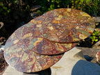 Hand Made Ammonite Conglomerate Display Plaques x 3 From Mahajanga, Madagascar - Toprock Gemstones and Minerals 