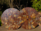 Hand Made Ammonite Conglomerate Display Plaques x 3 From Mahajanga, Madagascar - Toprock Gemstones and Minerals 