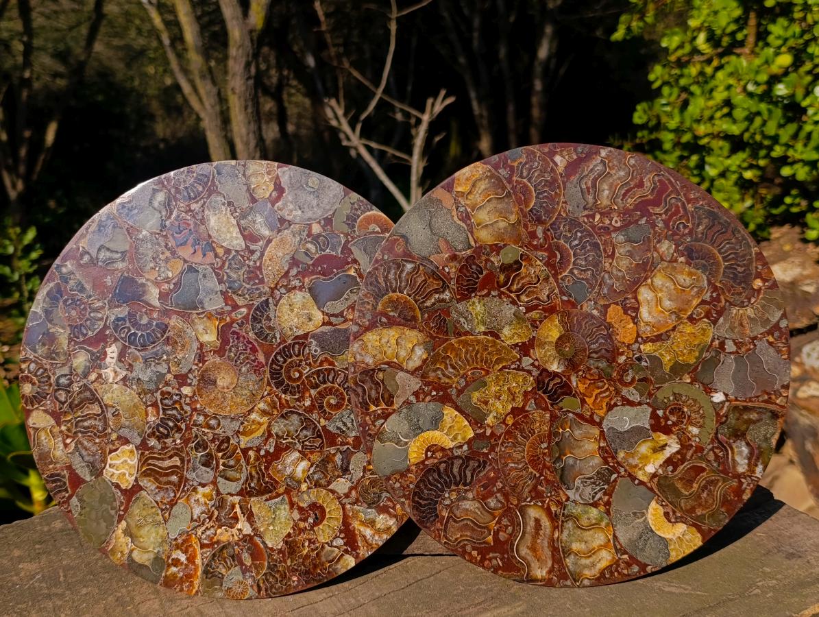 Hand Made Ammonite Conglomerate Display Plaques x 3 From Mahajanga, Madagascar - Toprock Gemstones and Minerals 