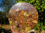 Hand Made Ammonite Conglomerate Display Plaques x 3 From Mahajanga, Madagascar - Toprock Gemstones and Minerals 