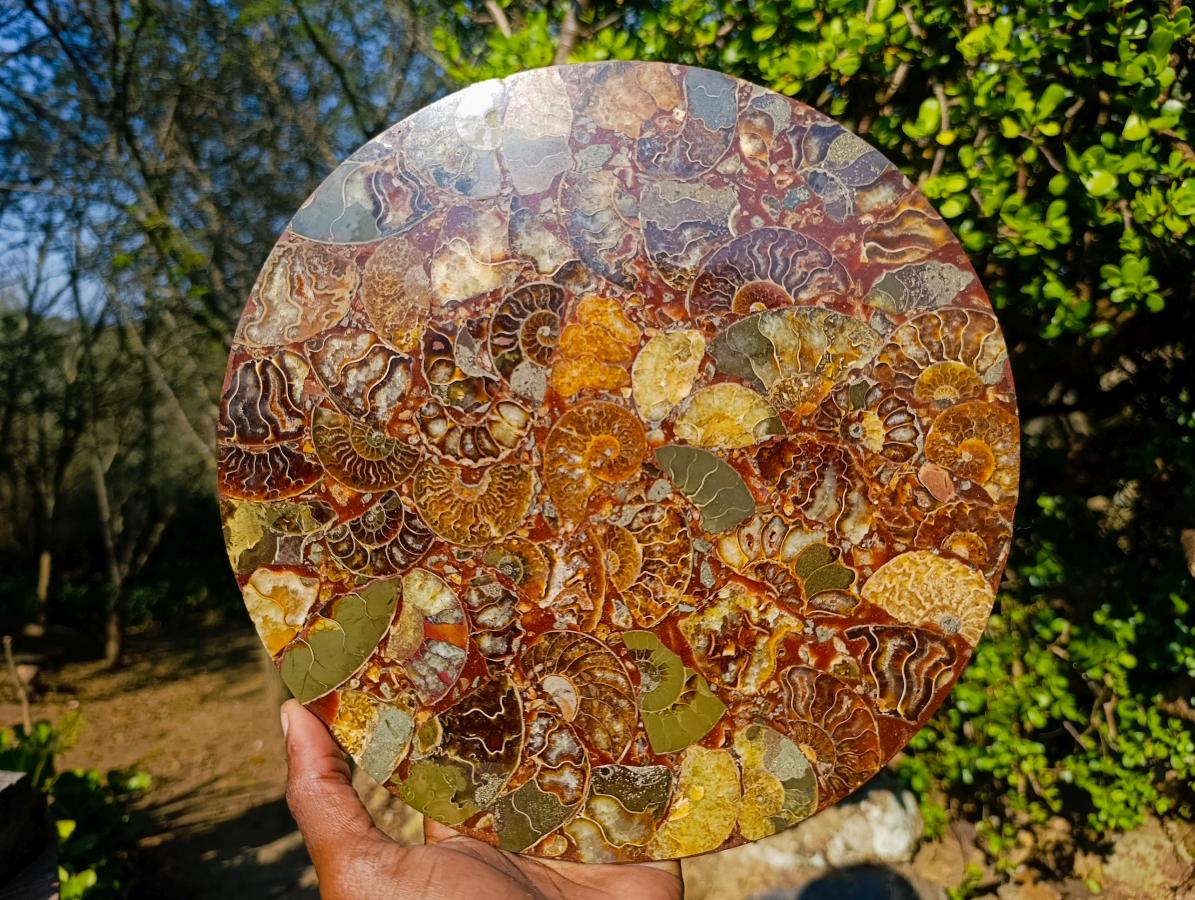 Hand Made Ammonite Conglomerate Display Plaques x 3 From Mahajanga, Madagascar - Toprock Gemstones and Minerals 