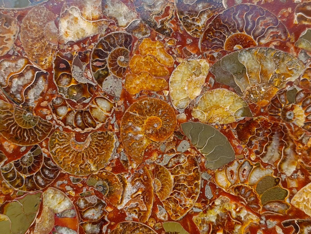Hand Made Ammonite Conglomerate Display Plaques x 3 From Mahajanga, Madagascar - Toprock Gemstones and Minerals 
