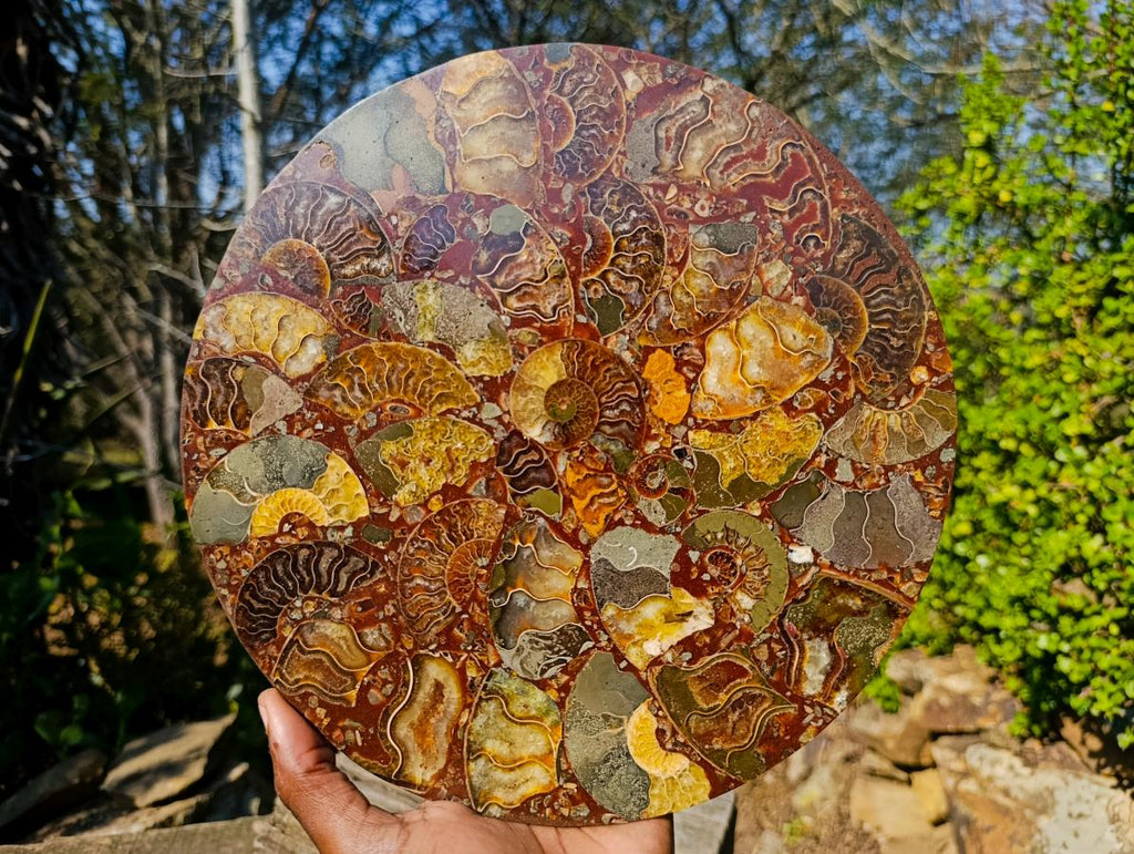 Hand Made Ammonite Conglomerate Display Plaques x 3 From Mahajanga, Madagascar - Toprock Gemstones and Minerals 