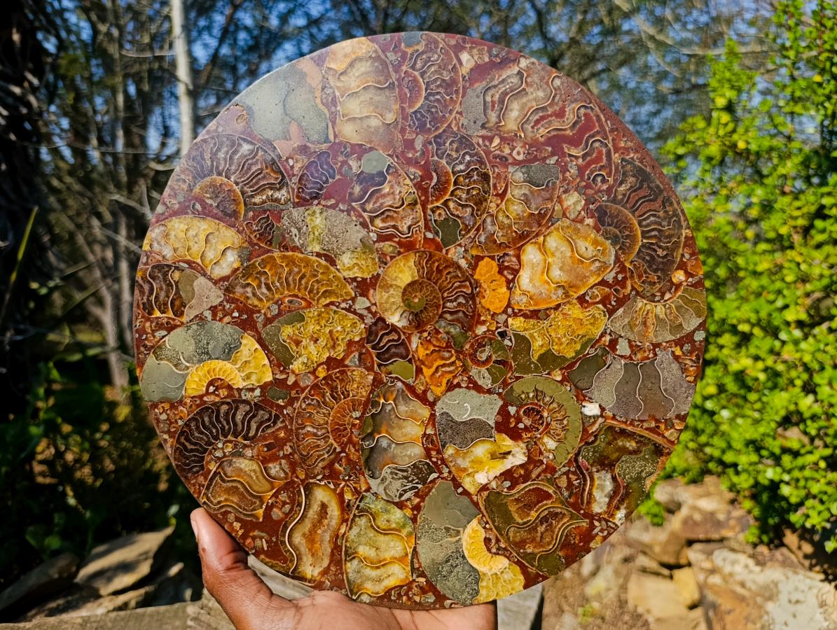 Hand Made Ammonite Conglomerate Display Plaques x 3 From Mahajanga, Madagascar - Toprock Gemstones and Minerals 
