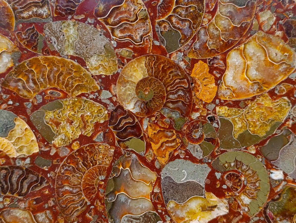 Hand Made Ammonite Conglomerate Display Plaques x 3 From Mahajanga, Madagascar - Toprock Gemstones and Minerals 