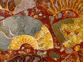 Hand Made Ammonite Conglomerate Display Plaques x 3 From Mahajanga, Madagascar - Toprock Gemstones and Minerals 