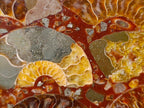 Hand Made Ammonite Conglomerate Display Plaques x 3 From Mahajanga, Madagascar - Toprock Gemstones and Minerals 