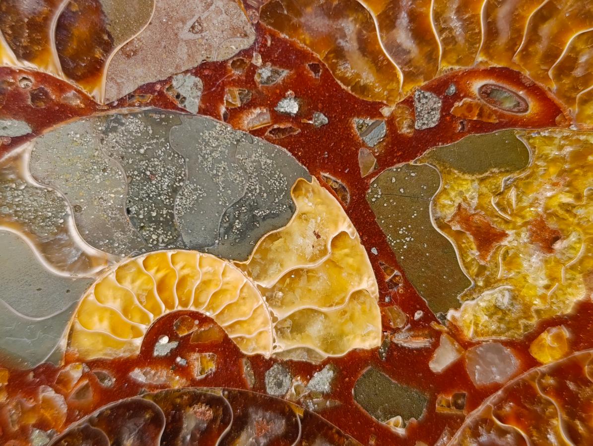 Hand Made Ammonite Conglomerate Display Plaques x 3 From Mahajanga, Madagascar - Toprock Gemstones and Minerals 