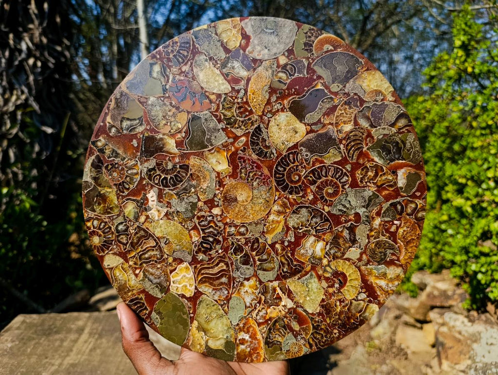 Hand Made Ammonite Conglomerate Display Plaques x 3 From Mahajanga, Madagascar - Toprock Gemstones and Minerals 
