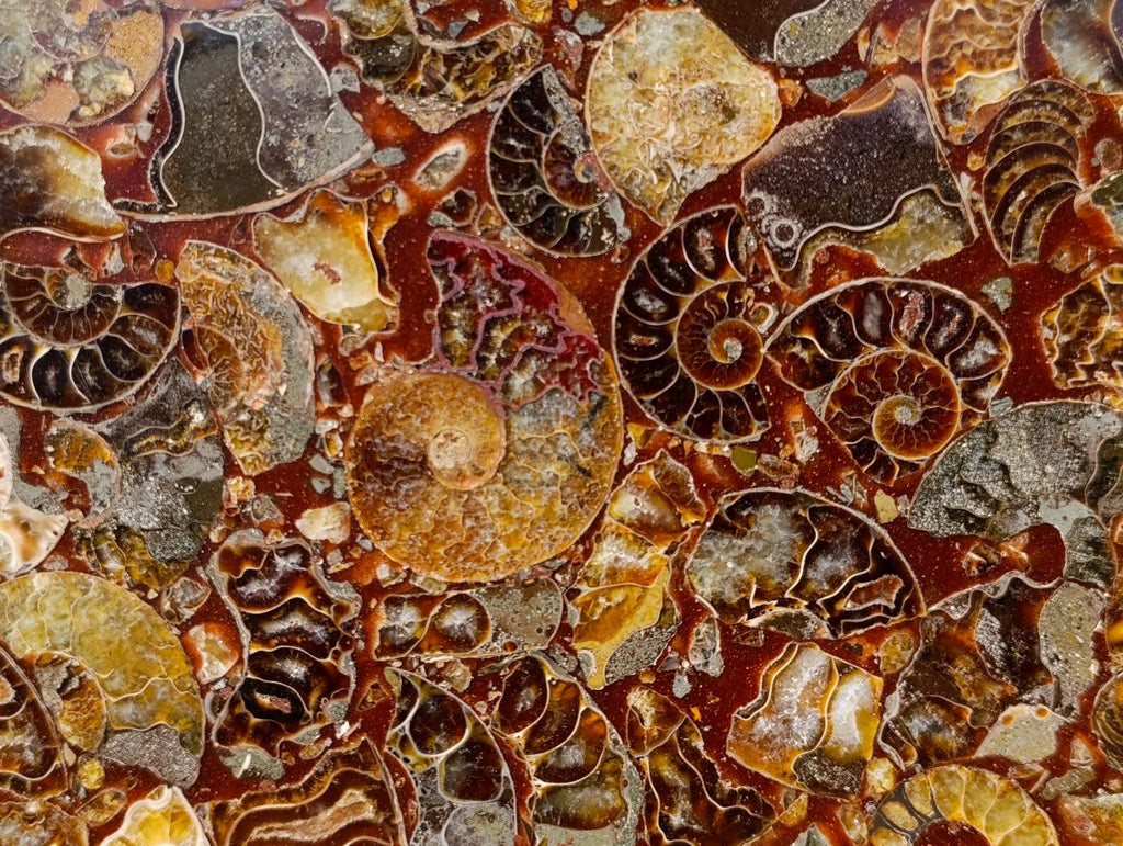Hand Made Ammonite Conglomerate Display Plaques x 3 From Mahajanga, Madagascar - Toprock Gemstones and Minerals 