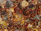 Hand Made Ammonite Conglomerate Display Plaques x 3 From Mahajanga, Madagascar - Toprock Gemstones and Minerals 