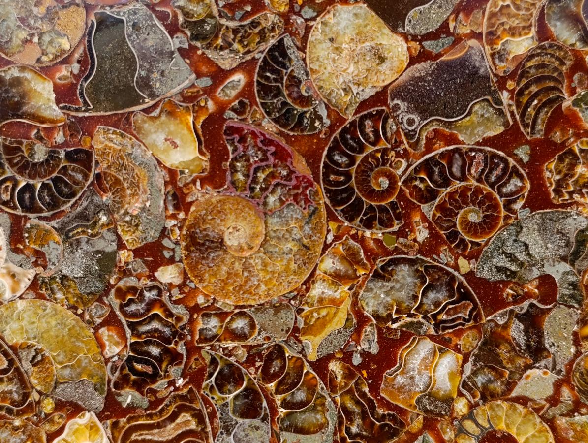 Hand Made Ammonite Conglomerate Display Plaques x 3 From Mahajanga, Madagascar - Toprock Gemstones and Minerals 