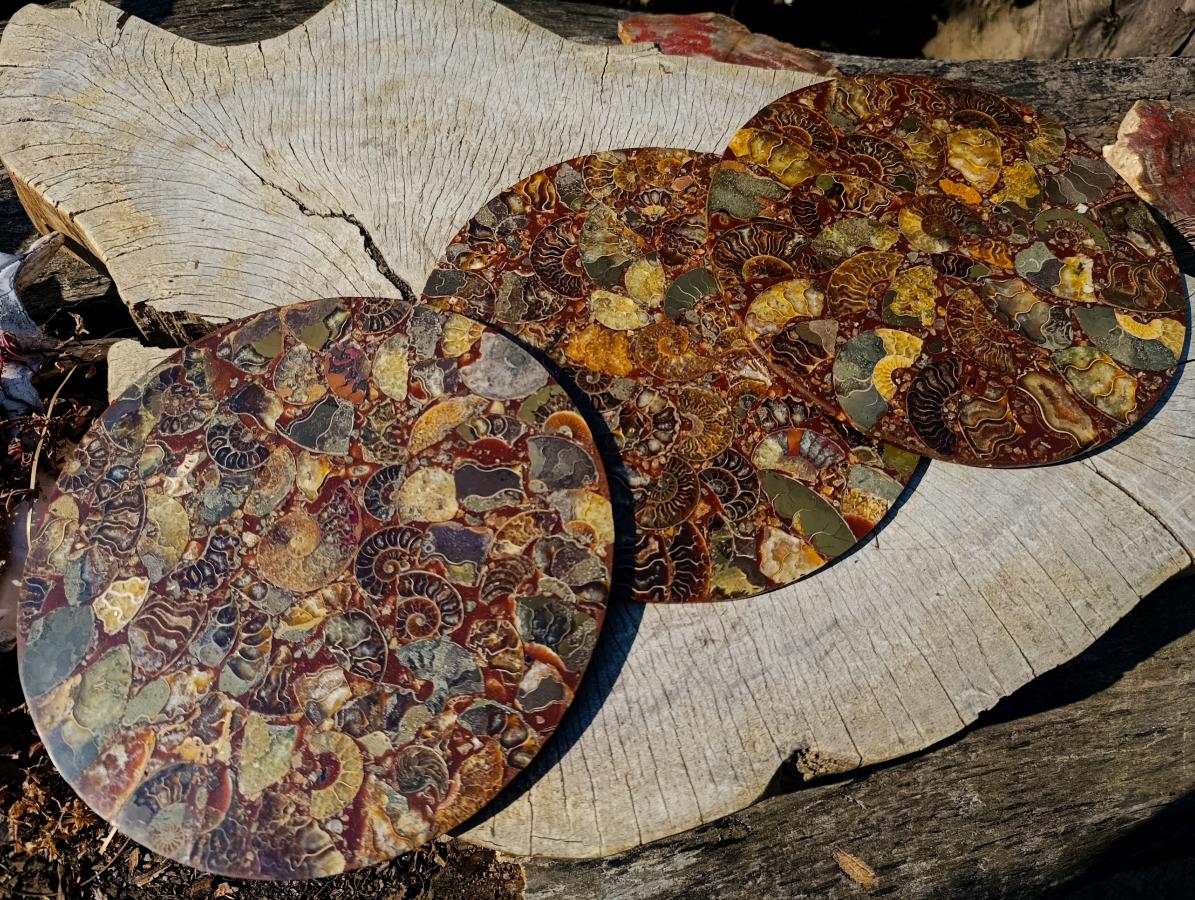 Hand Made Ammonite Conglomerate Display Plaques x 3 From Mahajanga, Madagascar - Toprock Gemstones and Minerals 