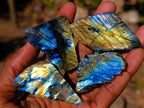 Polished Mini on One Side Labradorite Slices x 70 From Madagascar - Toprock Gemstones and Minerals 