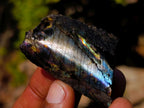 Polished Mini on One Side Labradorite Slices x 70 From Madagascar - Toprock Gemstones and Minerals 
