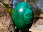 Polished Flower Banded Malachite Gemstone Eggs x 2 From Congo - Toprock Gemstones and Minerals 