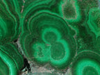 Polished Flower Banded Malachite Free Forms x 12 From Congo - Toprock Gemstones and Minerals 