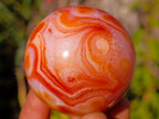 Polished Small Carnelian Agate Gemstone Spheres x 12 From Madagascar - Toprock Gemstones and Minerals 