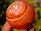 Polished Small Carnelian Agate Gemstone Spheres x 12 From Madagascar - Toprock Gemstones and Minerals 