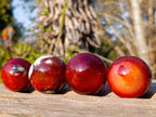 Polished Small Carnelian Agate Gemstone Spheres x 12 From Madagascar - Toprock Gemstones and Minerals 
