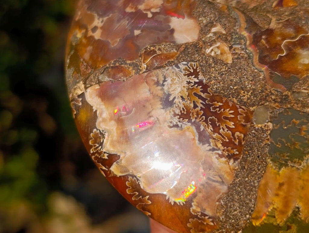 Polished Cleoniceras Ammonite Fossil Pairs x 6 pairs From Tulear, Madagascar - Toprock Gemstones and Minerals 