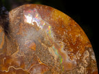 Polished Cleoniceras Ammonite Fossil Pairs x 6 pairs From Tulear, Madagascar - Toprock Gemstones and Minerals 
