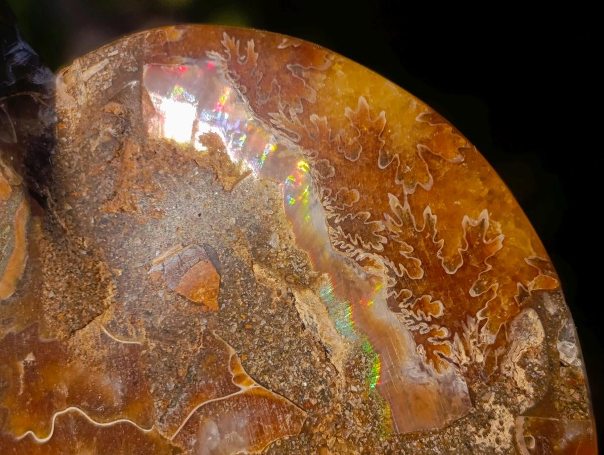 Polished Cleoniceras Ammonite Fossil Pairs x 6 pairs From Tulear, Madagascar - Toprock Gemstones and Minerals 