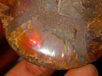 Polished Cleoniceras Ammonite Fossil Pairs x 6 pairs From Tulear, Madagascar - Toprock Gemstones and Minerals 