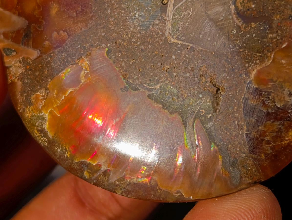 Polished Cleoniceras Ammonite Fossil Pairs x 6 pairs From Tulear, Madagascar - Toprock Gemstones and Minerals 