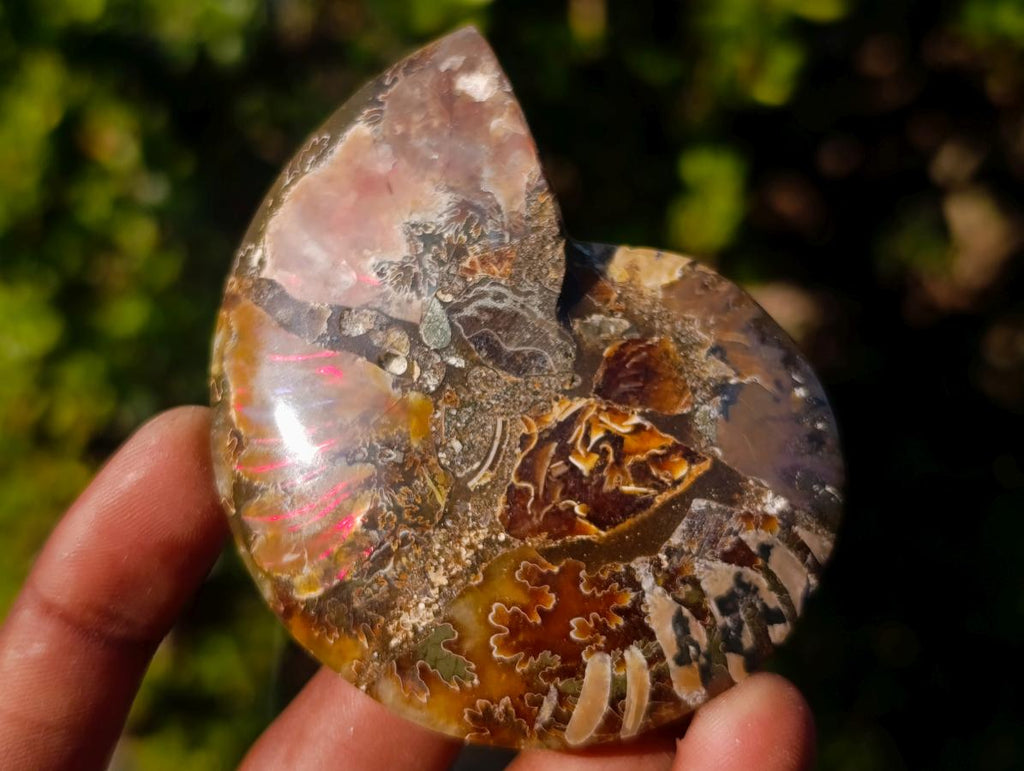 Polished Cleoniceras Ammonite Fossil Pairs x 6 pairs From Tulear, Madagascar - Toprock Gemstones and Minerals 