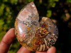 Polished Cleoniceras Ammonite Fossil Pairs x 6 pairs From Tulear, Madagascar - Toprock Gemstones and Minerals 