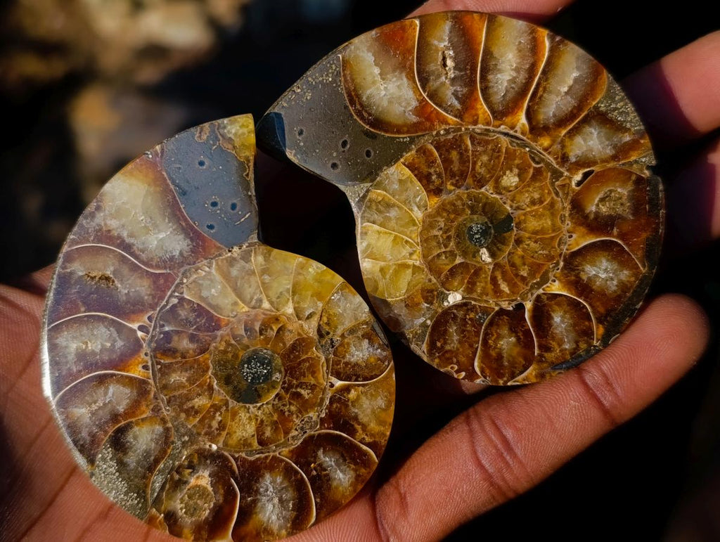 Polished Cleoniceras Ammonite Fossil Pairs x 6 pairs From Tulear, Madagascar - Toprock Gemstones and Minerals 