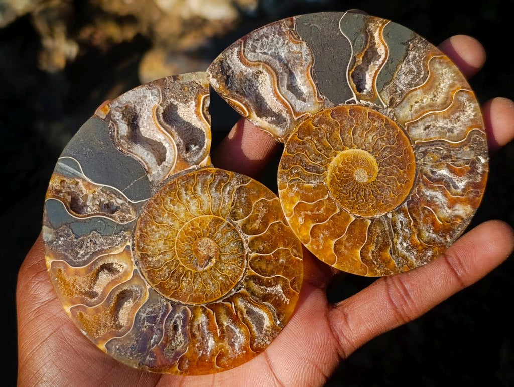 Polished Cleoniceras Ammonite Fossil Pairs x 6 pairs From Tulear, Madagascar - Toprock Gemstones and Minerals 