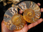Polished Cleoniceras Ammonite Fossil Pairs x 6 pairs From Tulear, Madagascar - Toprock Gemstones and Minerals 