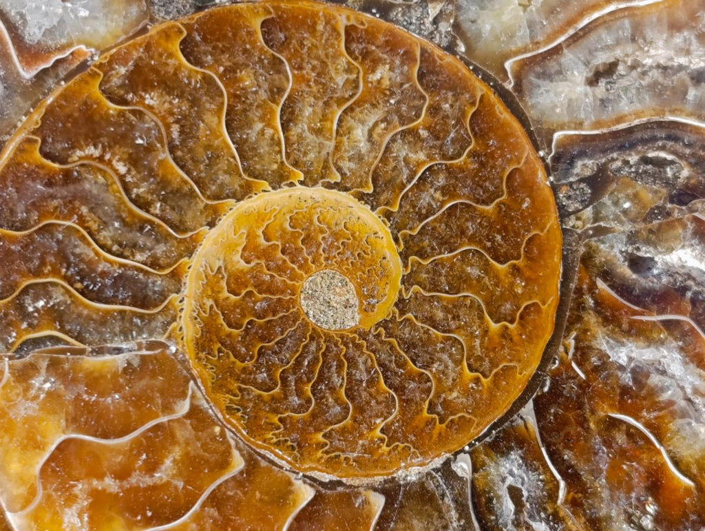 Polished Cleoniceras Ammonite Fossil Pairs x 6 pairs From Tulear, Madagascar - Toprock Gemstones and Minerals 
