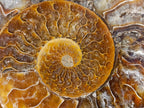 Polished Cleoniceras Ammonite Fossil Pairs x 6 pairs From Tulear, Madagascar - Toprock Gemstones and Minerals 