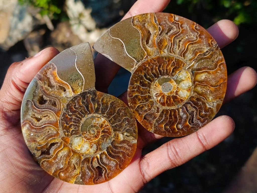 Polished Cleoniceras Ammonite Fossil Pairs x 6 pairs From Tulear, Madagascar - Toprock Gemstones and Minerals 
