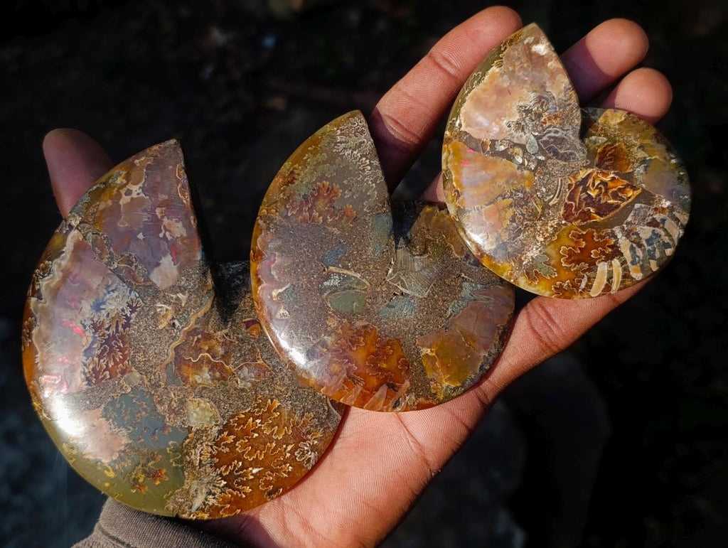 Polished Cleoniceras Ammonite Fossil Pairs x 6 pairs From Tulear, Madagascar - Toprock Gemstones and Minerals 
