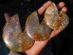 Polished Cleoniceras Ammonite Fossil Pairs x 6 pairs From Tulear, Madagascar - Toprock Gemstones and Minerals 