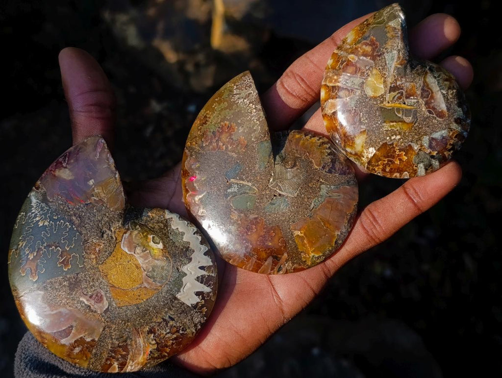 Polished Cleoniceras Ammonite Fossil Pairs x 6 pairs From Tulear, Madagascar - Toprock Gemstones and Minerals 
