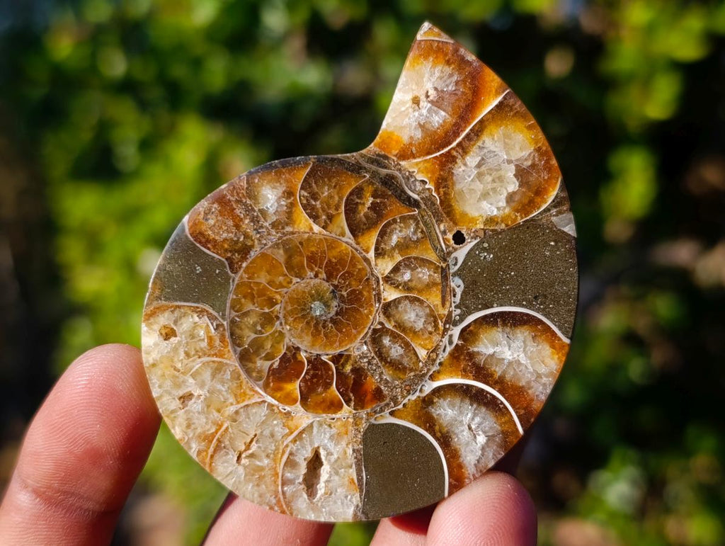 Polished Cleoniceras Ammonite Fossil Pairs x 6 pairs From Tulear, Madagascar - Toprock Gemstones and Minerals 