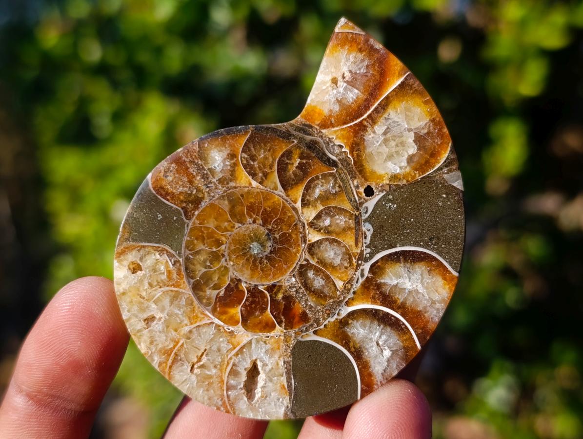 Polished Cleoniceras Ammonite Fossil Pairs x 6 pairs From Tulear, Madagascar - Toprock Gemstones and Minerals 